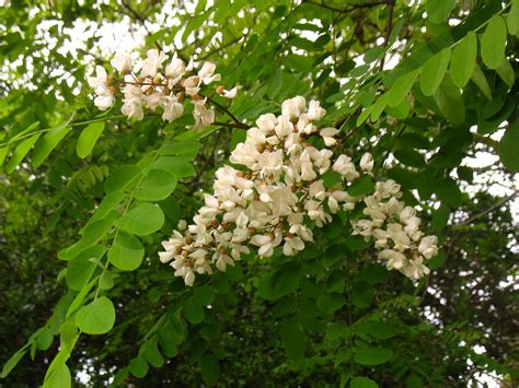 Tree Identification: Robinia pseudoacacia - Black Locust