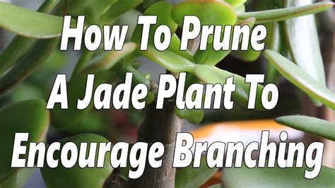 Jade Plant Pruning | To Encourage Branching - YouTube