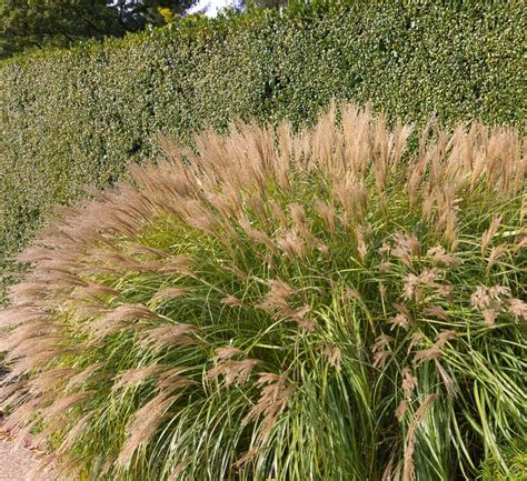 Adagio Maiden Grass (Miscanthus sinensis 'Adagio')