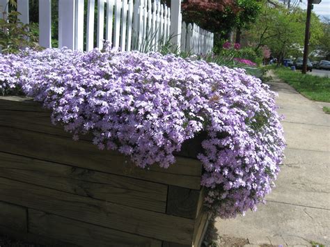 Low Maintenance Flowers That Bloom Every Year : Hardy Perennials: Flowers That Come Back Year ...