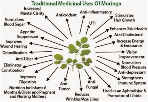 GirlsAffair: Health Benefits of Morninga Plant (moringa oleifera)