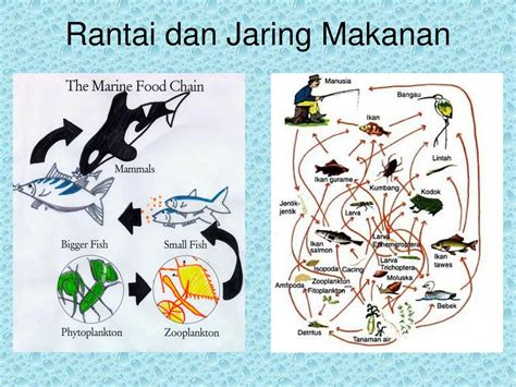 Rantai Makanan Di Kolam Air Tawar : Jaring Jaring Makanan Yang Terjadi Di Danau Laut Sawah Dan ...