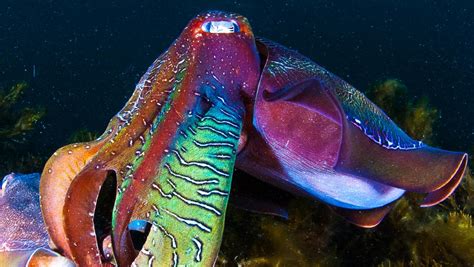 Giant cuttlefish numbers are soaring after nearly disappearing | The Courier-Mail