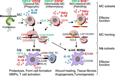 Monocyte and macrophage differentiation: circulation inflammatory monocyte as biomarker for ...