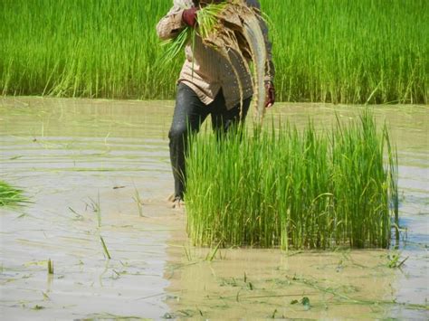 Rice fields - Cambodia