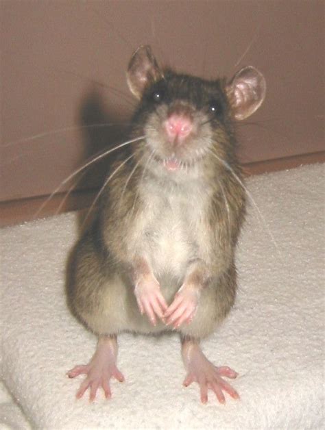 Rat: Rat Feet