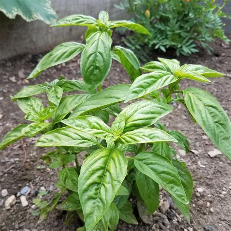 Ocimum basilicum, Basil in GardenTags plant encyclopedia