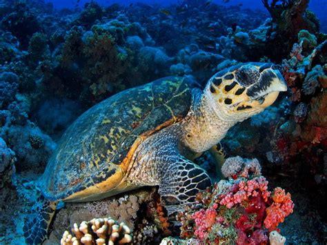 Hawksbill Sea Turtle | Sea Turtle Facts and Information