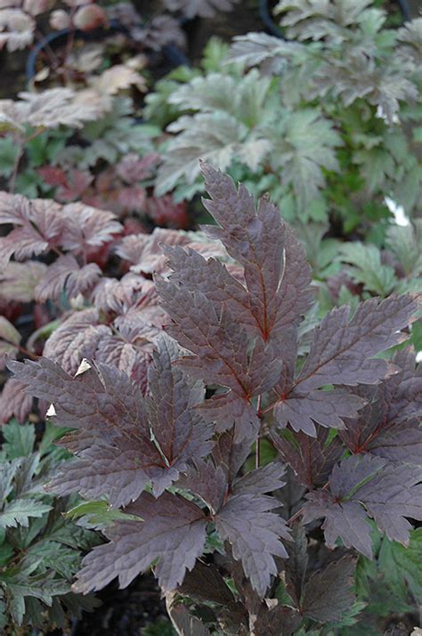 Brunette Bugbane (Cimicifuga racemosa 'Brunette') in Wilmette Chicago ...