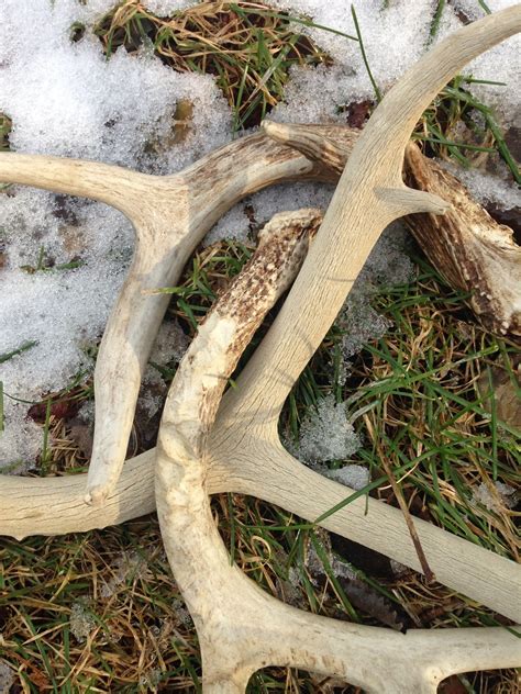 Deer will shed their antlers soon; how to find them on Staten Island ...