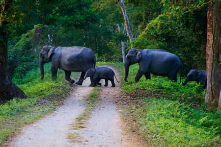 India Wildlife Tours, Wildlife Tour Packages, India Wildlife Tours
