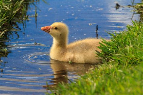 Cute Gosling Baby Goose Resting in Grass Stock Photo - Image of fluffy, cute: 111251138