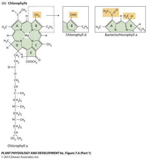 molecular biology - Photosystem 1 and 2; P680/P700; Chlorophyll a/b - Biology Stack Exchange