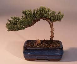 Bonsai Trees For Beginners - The best for those new to Bonsai