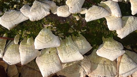 Fungi On Trunk Of Fallen Tree Free Stock Photo - Public Domain Pictures