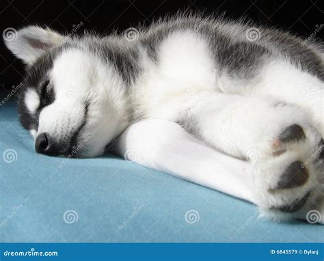 Sleeping Husky Puppy stock image. Image of black, white - 6845579