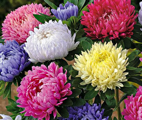 Aster Paeony Duchess Mix Seeds - Callistephus Chinensis