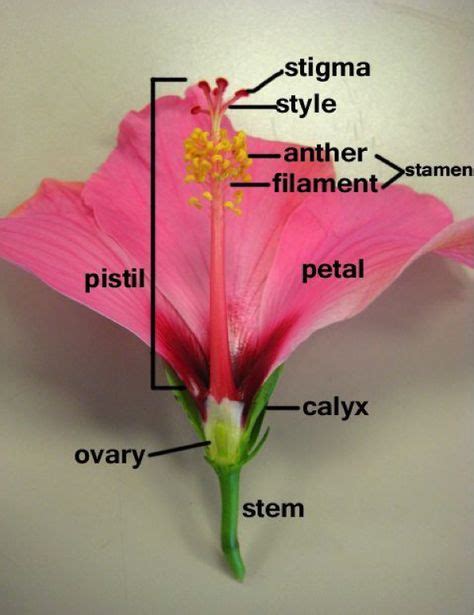 21 Best longitudinal section of flower ideas | longitudinal section, planting flowers, parts of ...