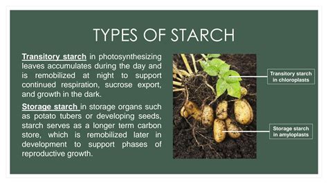 SOLUTION: Presentation on starch synthesis - Studypool