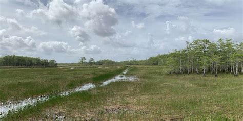 Grassy Waters Preserve at Grassy Waters Preserve | Chronolog