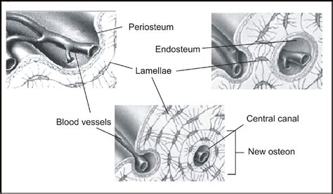 Figure 8 from The periosteum. Part 1: Anatomy, histology and molecular biology. | Semantic Scholar