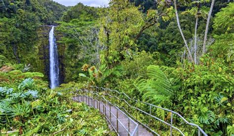 Exploring Akaka Falls Hike On The Big Island - Forever Karen