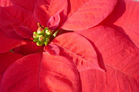 Flor de Nochebuena Free Photo Download | FreeImages