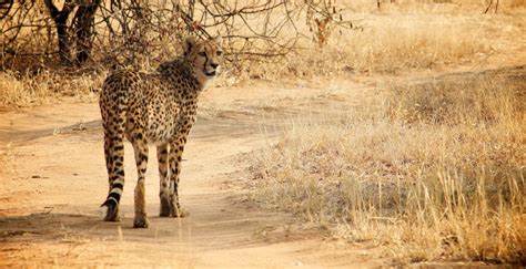 Cheetah Conservation Fund - Piper & Heath TravelPiper & Heath Travel