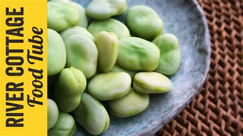 Growing Tips: Broadbeans | Will Livingstone - YouTube