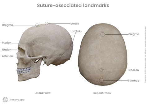 Cranial Sutures