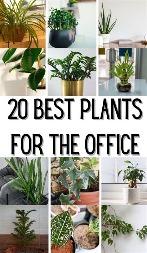 Best office plants – Artofit