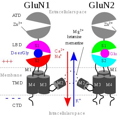 Wikizero - NMDA receptor