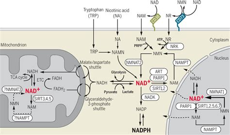 NAD+ in aging, metabolism, and neurodegeneration | Science