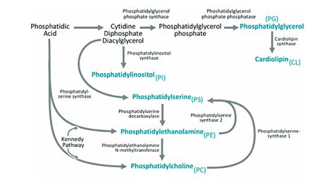 Phospholipid Biogenesis. Phosphatidic acid is involved in phospholipid ...