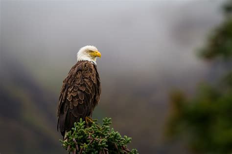 Alaska Wildlife on Behance