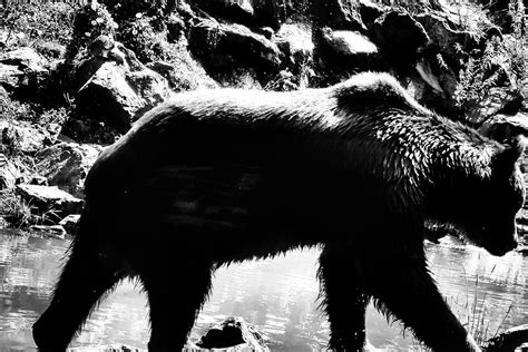 Grizzly bear silhouette monochrome by MichaelBilyk on DeviantArt