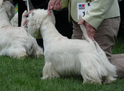 File:Westie Azreael.jpg