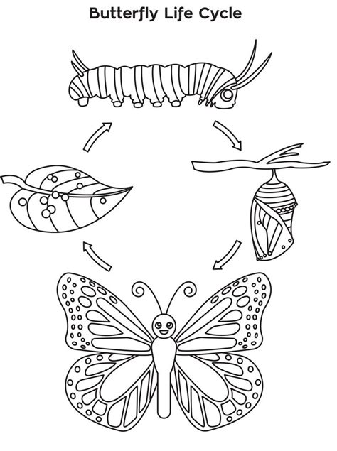 the butterfly life cycle coloring sheet is shown in black and white, with three butterflies on each