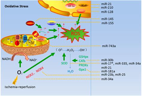 Explain The Structure And Function Of The Mitochondria Pdf