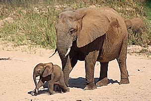 Elephant running baby elephant GIF on GIFER - by Truewalker