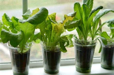 Grow Lettuce Indoors for Beginners the Easy Way - Gardening Channel