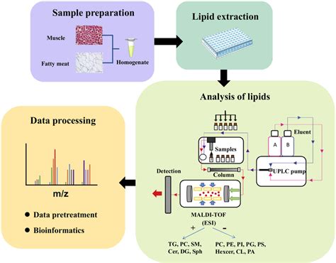 Schematic representation of the general working flow of lipidomics... | Download Scientific Diagram