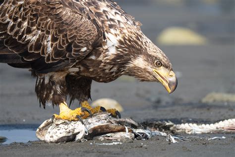 Juvenile-Bald-Eagle-Alaska-Sony-200-600-FE – Colby Brown Photography