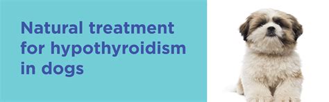 Hypothyroidism in dogs - Is it life threatening? Can it be cured?