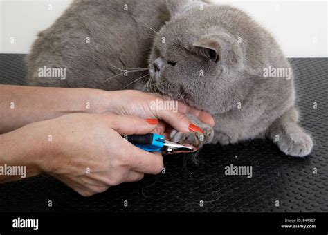 Blue British Shorthair: nail clipping Stock Photo - Alamy