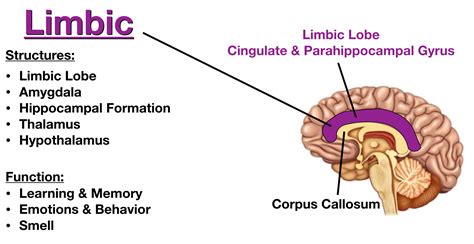 Lobes of the Brain: Cerebral Cortex Anatomy, Function, Labeled Diagram ...