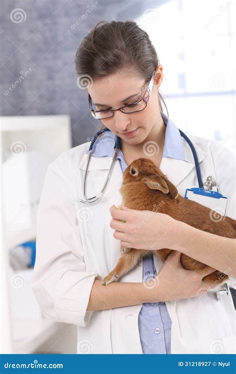 Young Veterinary with Rabbit Stock Image - Image of bunny, animal: 31218927