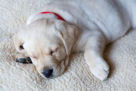 Sleeping Yellow Labrador Puppy Stock Image - Image of asleep, sleep ...