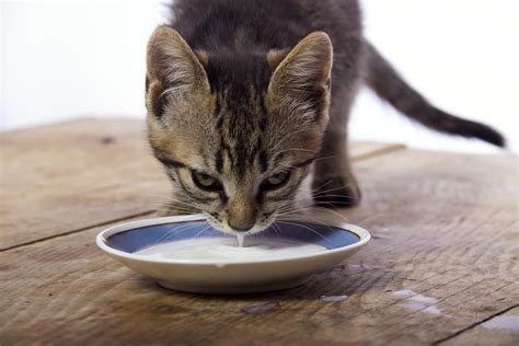 Can Cats Drink Oat Milk and Other Milk Alternatives? - wigglywisdom.com