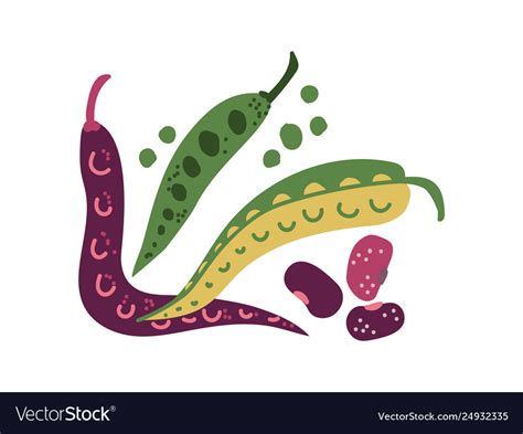 Green bean varieties fresh vegetable organic Vector Image